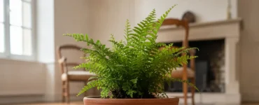 poser plante pot directement parquet